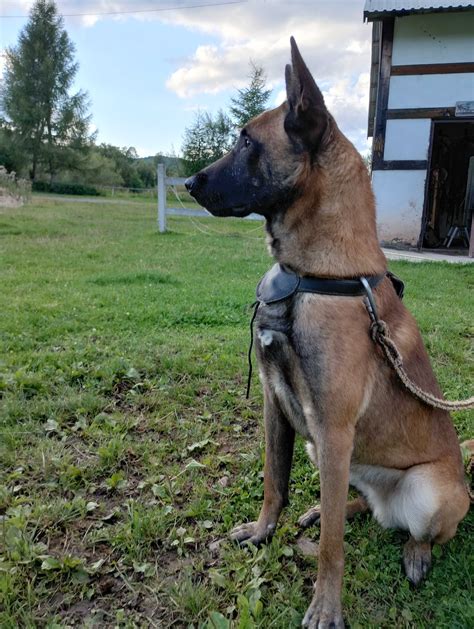 Owczarek Belgijski Malinois G Uszyca Olx Pl