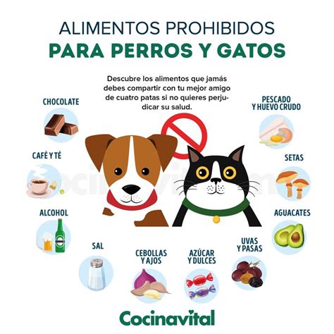 10 Alimentos Que No Pueden Comer Los Perros Les Harás Daño Perros