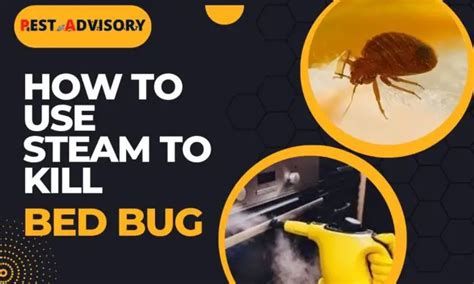 How To Use Steam To Kill Bed Bugs