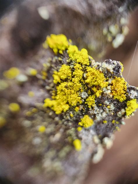 Common Lichens From Glide Or Usa On March At Am