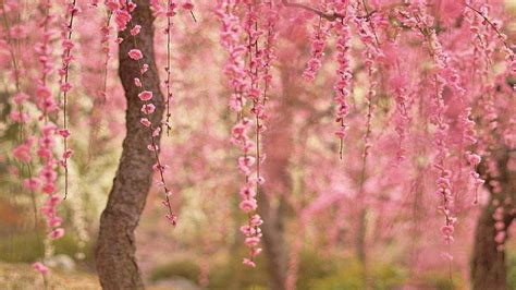 Zen Japanese Cherry Blossom Wallpapers Top Free Zen Japanese Cherry