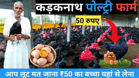 कडकनथ मरग पलन Kadaknath Poultry Farm Kadaknath Chicken