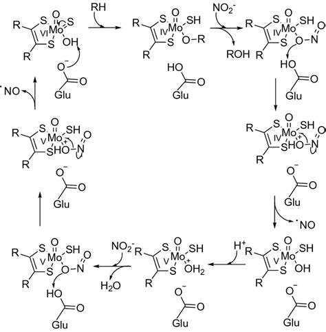 Proposed mechanism for reduction of nitrite to nitric oxide in the... | Download Scientific Diagram