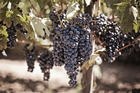 Variedades De Uva Tradicionales De Rioja DeCosechaPropia