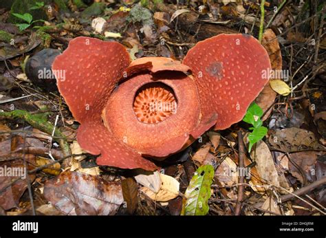 Rafflesia arnoldii a Parasitic flowering plant just openening Gunung ...