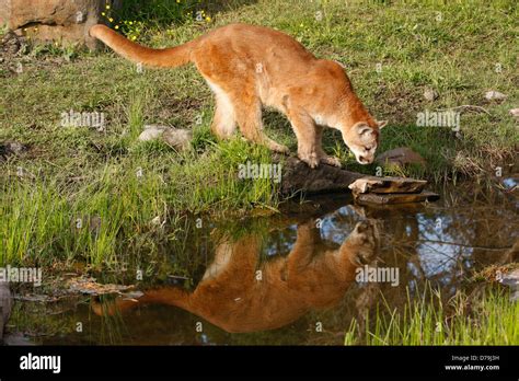 Mountain Lion Puma Concolor Stock Photo Alamy