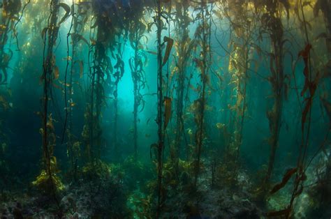 Remote South American Kelp Forests Surveyed For First Time Since