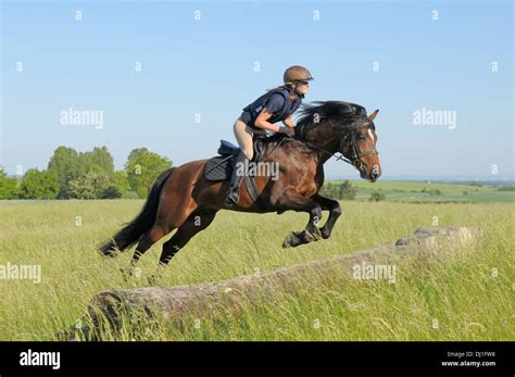 Connemara pony jumping hi-res stock photography and images - Alamy