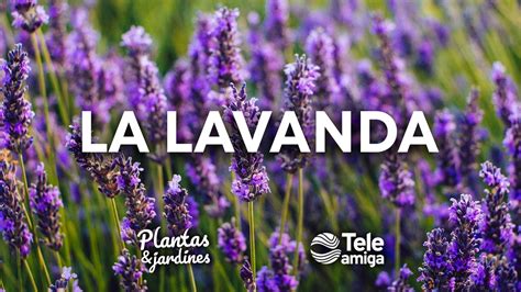 La Lavanda En Plantas Y Jardines Teleamiga Teleamiga