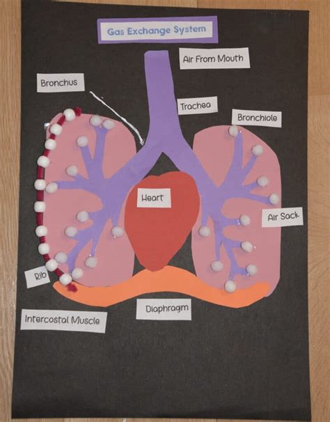 Respiratory System Model