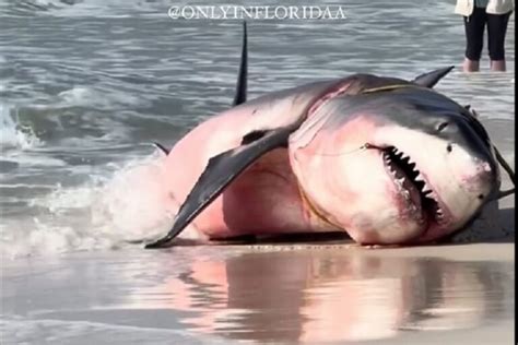 VIDEO Grande Squalo Bianco Trovato Morto Su Una Spiaggia Della