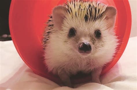 Diabetes Mellitus In African Pygmy Hedgehogs British Veterinary