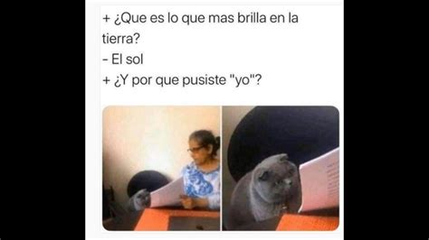 Los Memes Más Divertidos Del Gato Leyendo Que Es Regañado Por La