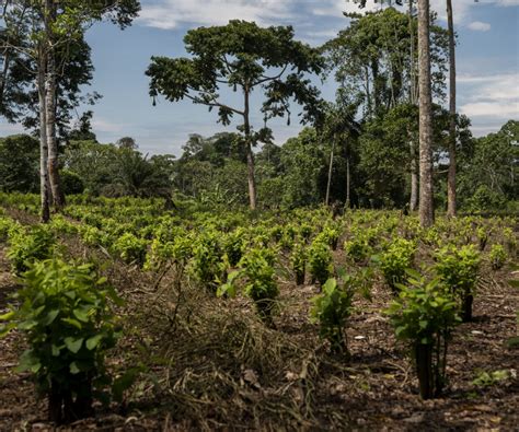 El Mundo Atraviesa Por Poca Dorada De La Coca Na Con M S Cultivos Y