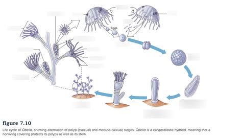 HYDROZOA LIFE CYCLE Diagram | Quizlet