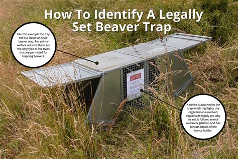 Beaver Trapping And Translocation Beaver Trust