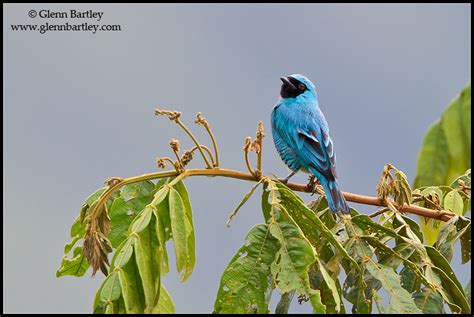 Nature Photography By Glenn Bartley Tanagers Gallery