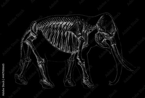 Anatomical sketch of a skeleton of an elephant, mammoth on a black background Stock Illustration ...