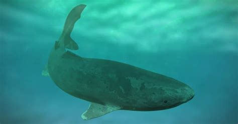 The World's Oldest Greenland Shark - A-Z Animals