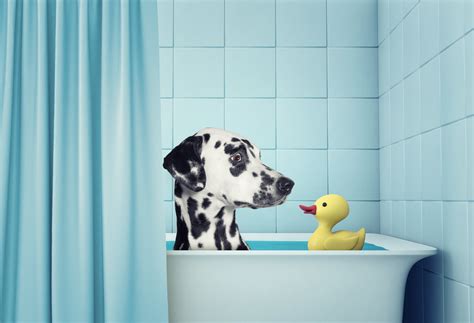 How To Avoid Shampoo Allergies And Pamper Your Dog Without Chemicals ...