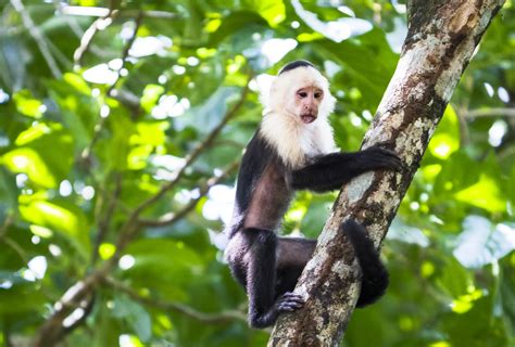 Monteverde’s Diverse Wildlife: A Nature Lover’s Paradise