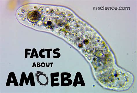 How big is an amoeba? - Dr. Biology Questions and Answers