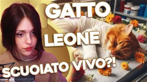 Leone Morto Il Gattino Scuoiato Vivo Youtube