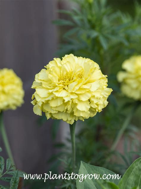 Key Lime Marigold Tagetes Plants To Grow Plants Database By Paul S Drobot