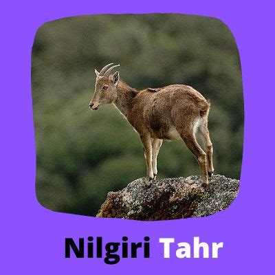 Nilgiri_Tahr - Young World Club