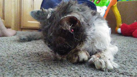 50 000 Reward To Find Offender Who Tortured Cat To Death With Hot Glue