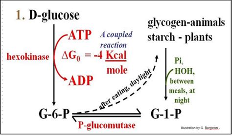 63 Some Details Of Glycolysis Biology Libretexts