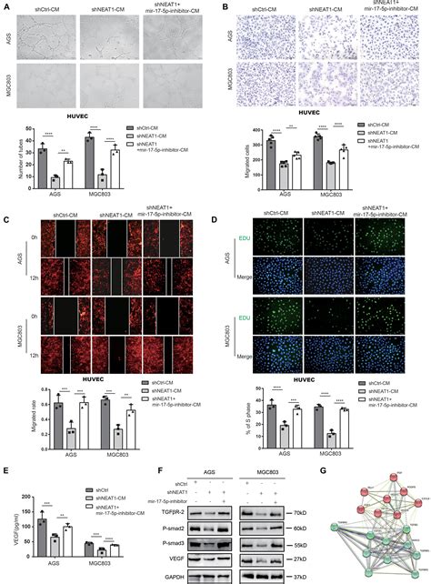 Frontiers Lncrna Neat Promotes Gastric Cancer Progression Through