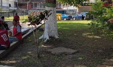 En fotos peligro en la plaza Bolívar de Tucupita por un árbol a punto