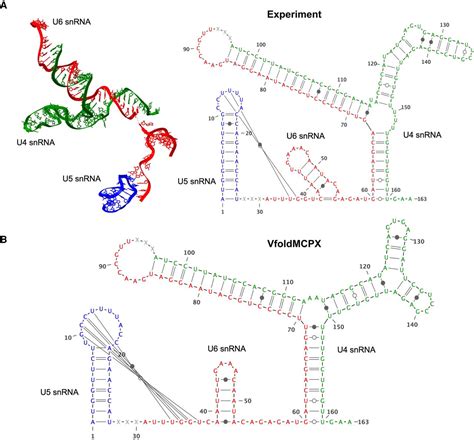 VfoldMCPX Predicting Multistrand RNA Complexes