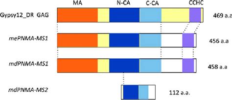 Pnma Ms1 And Ms2 Have High Homology To The Gypsy12 Dr Retrotransposon Download Scientific