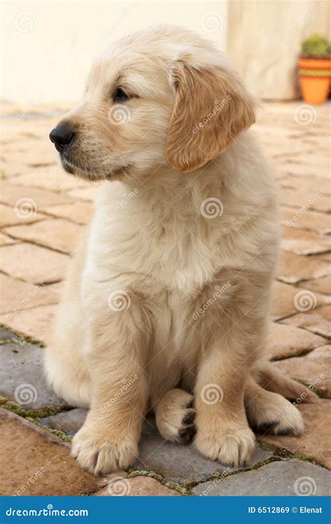 Small Golden Retriever Puppy Royalty Free Stock Images Image 6512869