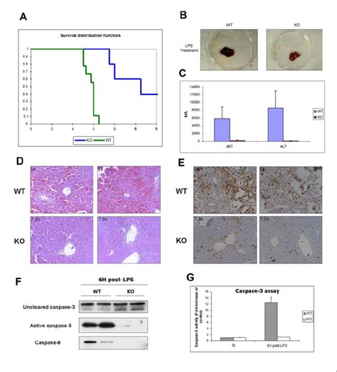 Catenin Ko Mice Are Protected From Injury Induced Via The Tnf