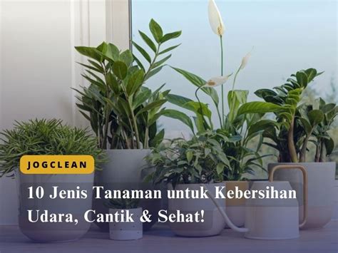 Jenis Tanaman Untuk Kebersihan Udara Cantik Sehat