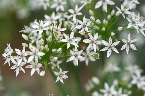 Garlic Chives Care And Growing Guide