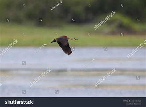 Flying Lesser Whistling Duck Dendrocygna Javanica Stock Photo