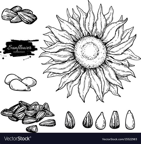 Sunflower Seed Drawing