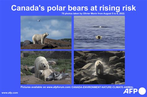 Receding ice leaves Canada's polar bears at rising risk | Inquirer News