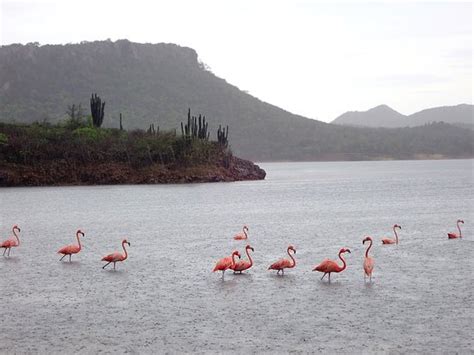 Flamingo Sanctuary (Bonaire) - All You Need to Know BEFORE You Go ...