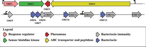 Genetic Organization Of The Ubericin K Bacteriocin Cluster Putative