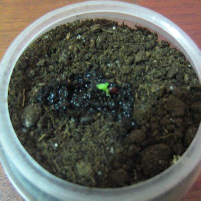 Pineapple seed germination