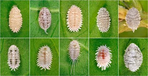 How To Identify And Control Mealybugs Gardeners Path