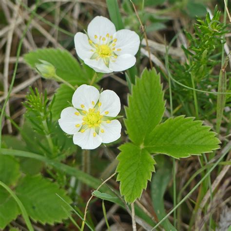 Knack Erdbeere Knack Erdbeere Fragaria Viridis C Jürge Flickr