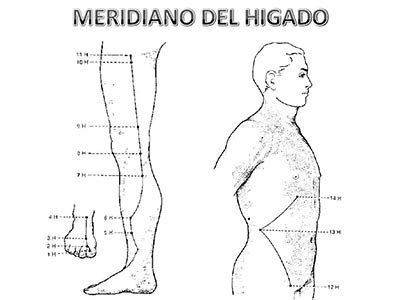 Recorrido de los meridianos energéticos Esto va de salud