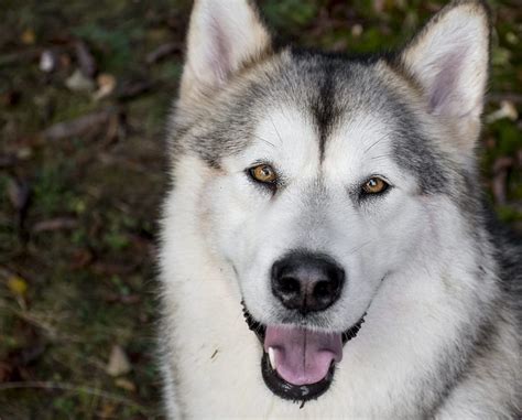 White Alaskan Malamute Blue Eyes