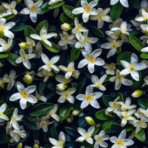 Un Muro De Flores Blancas Con Centros Amarillos Y Flores Blancas